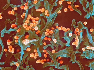 Viral Genome Sequencing at the Epicenter of Nigeria's 2018 Lassa Fever Outbreak