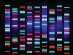 Clinical Applications of Capillary Electrophoresis Methods