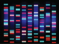Clinical Applications of Capillary Electrophoresis Methods