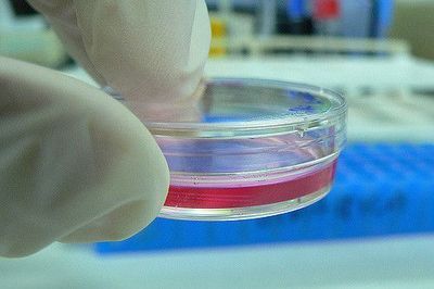 Cell Lines Deserve Unique Considerations When Creating Research Protections