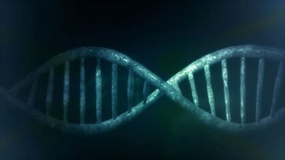 Gene Identified That Increases Risk of Antibiotic Reaction