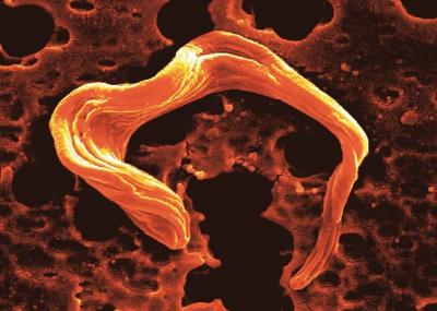 Parasite Trypanosoma brucei Parasite Trypanosoma brucei