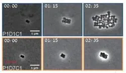 MRSA bacteria under a microscope