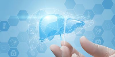 Stylized Liver Graphic