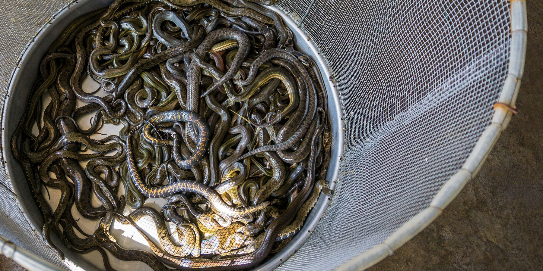 Snakes at Food Market