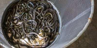 Snakes at Food Market