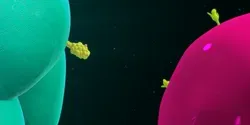 Macrophage and T-Cell