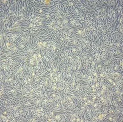 Shape of Typical Kidney Stem Cells