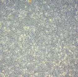 Shape of Typical Kidney Stem Cells
