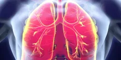 Lungs Graphic