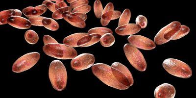 A Timeline of Pandemics