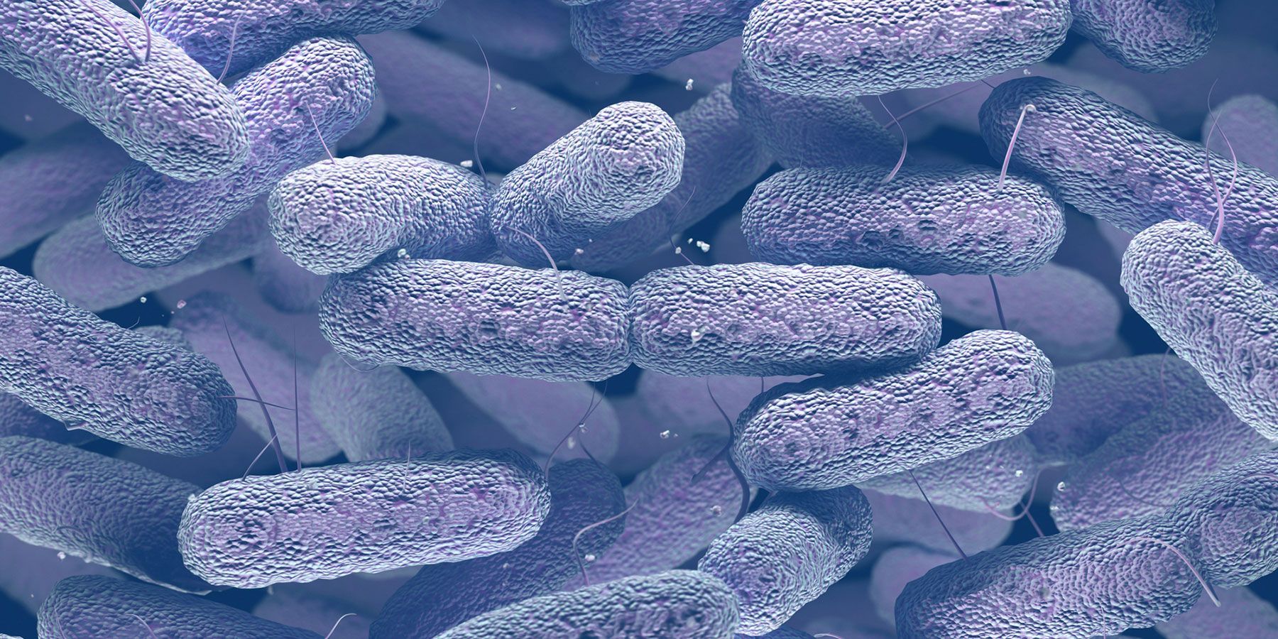 Enterobacteriaceae Enterobacteriaceae