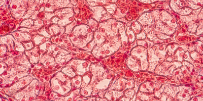 Skin Tissue Under the Microscope