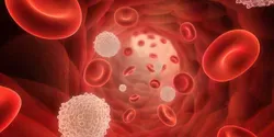 white blood cells illustration