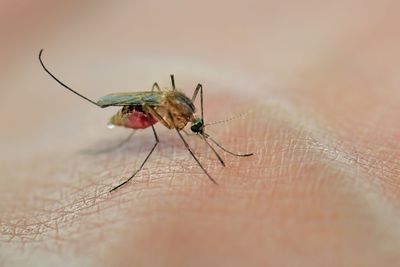 How to Diagnose Mosquito-Borne Diseases