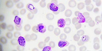 Malaria Parasite