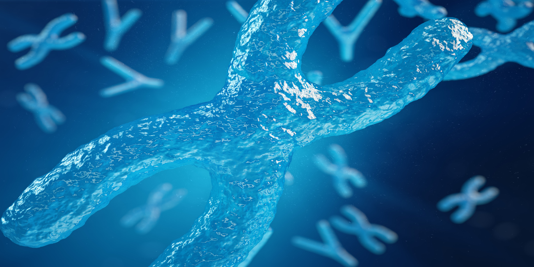 X and Y Chromosomes
