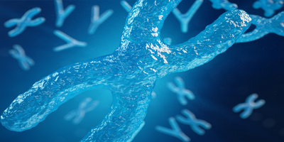 X and Y Chromosomes