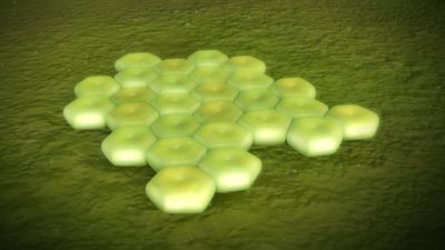 Innovative Screening Method Finds Rifabutin Can Fight Acinetobacter baumannii Superbug