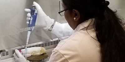Stool samples being prepared in the lab