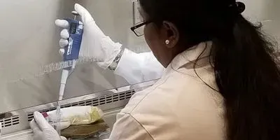 Stool samples being prepared in the lab