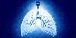 Lungs Illustration