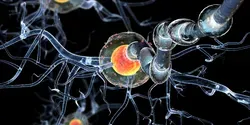 neurons