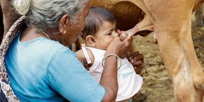 feeding baby from cow in India