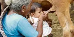 feeding baby from cow in India