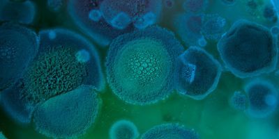 Aspergillus fumigatus