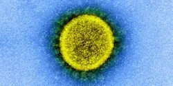 novel coronavirus, SARS-CoV-2
