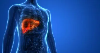 liver model