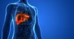 liver model