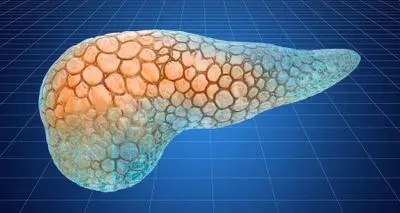pancreas model