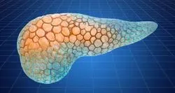 pancreas model