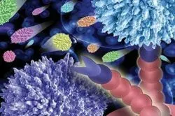 Cell Adhesion