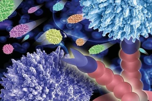 Cell Adhesion Cell Adhesion