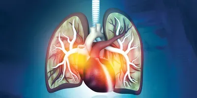 human lungs illustration
