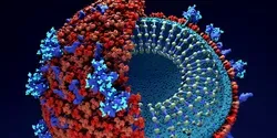 coronavirus diagram