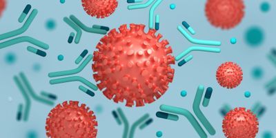 Antibodies Fall Dramatically in First 3 Months of Mild COVID-19