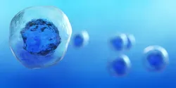 stem cell illustration