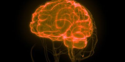 circulatory system in the brain