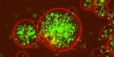 Glowing Bacteria