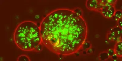 Glowing Bacteria