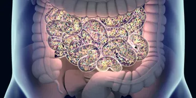 gut bacteria