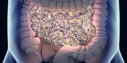 gut bacteria