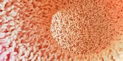 human gut microbiome