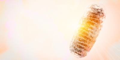 mitochondria illustration