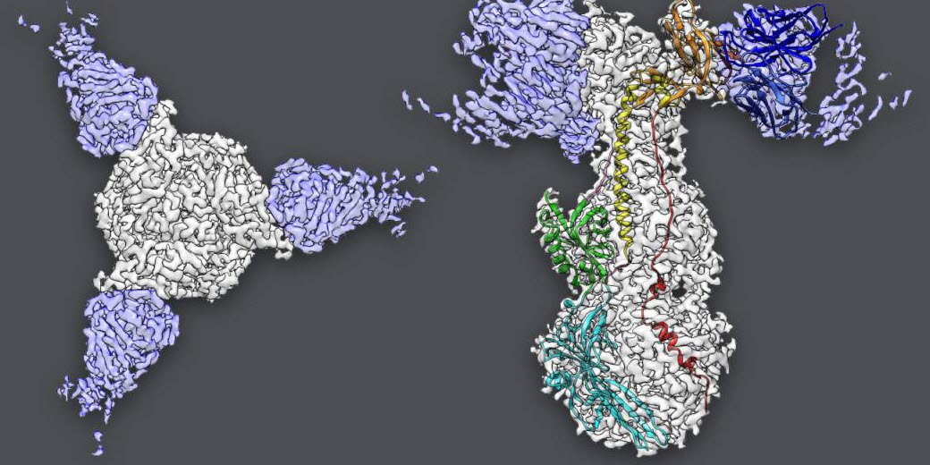 Structure of gB protein with antibodies