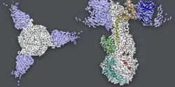 Structure of gB protein with antibodies